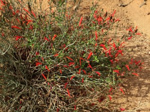 Chuparosa (Justicia californica) Photo by Jim Dice