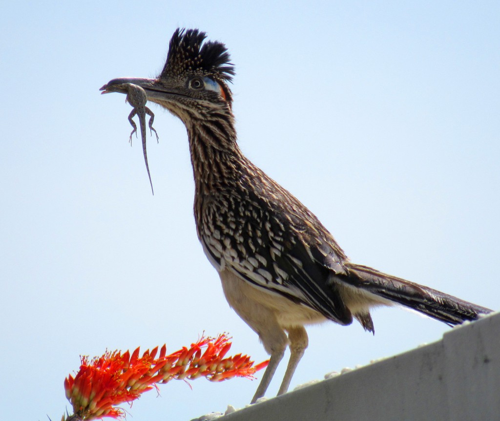 roadrunner sm