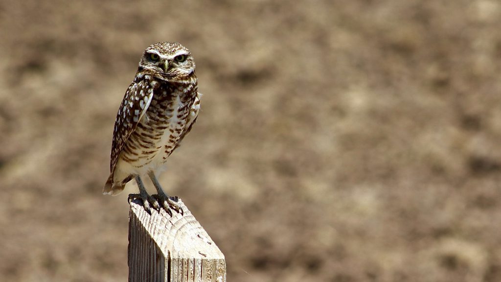 Northern burrowing owl (A. c. hypugaea)