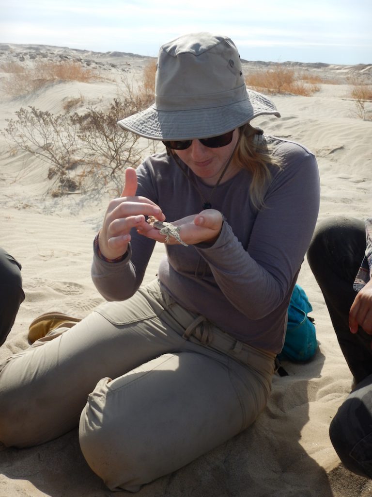 studying Flat-tailed Horned Lizard