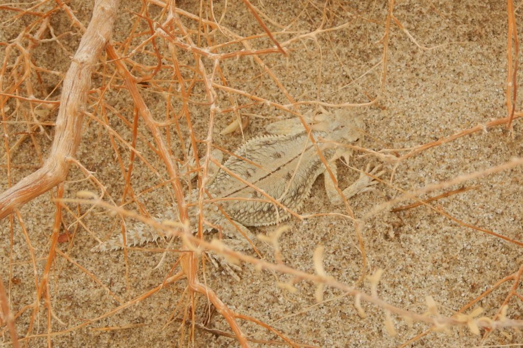 studying lizards