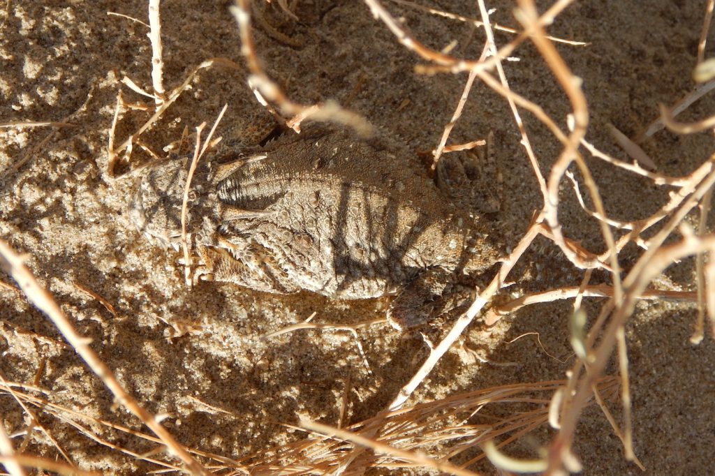 Flat-tailed Horned Lizard