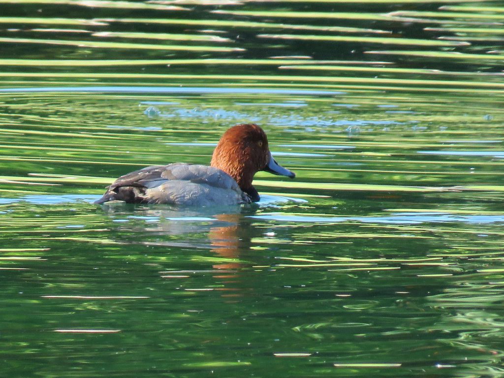 Redhead