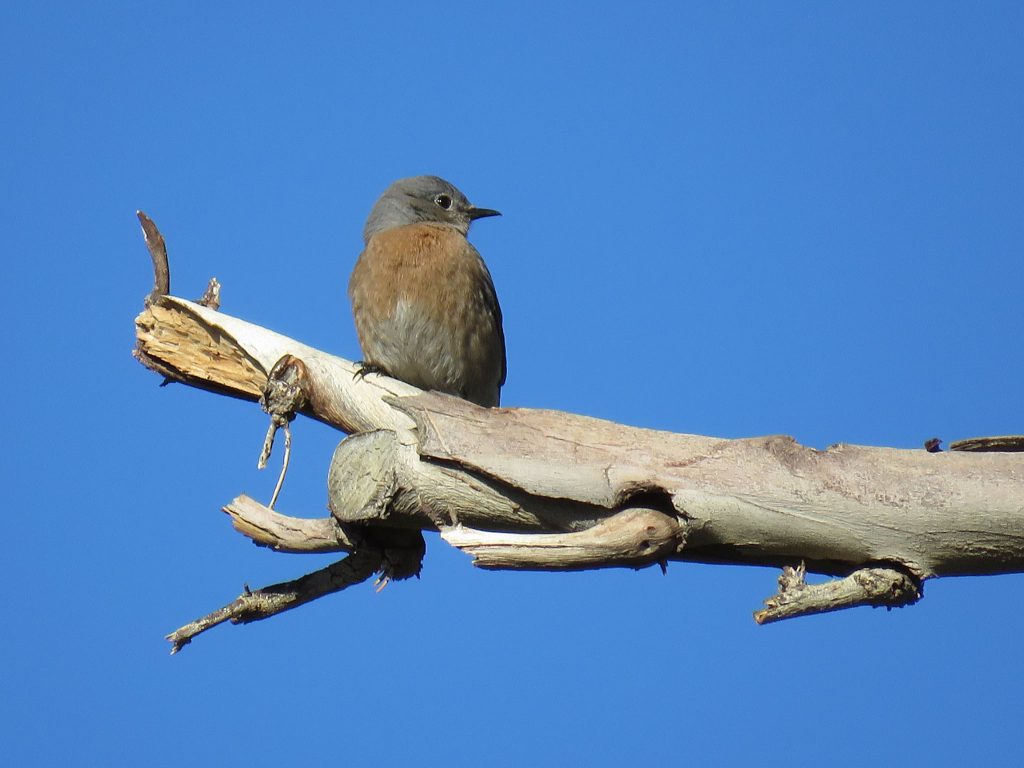 bluebird