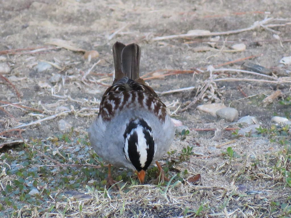 sparrow