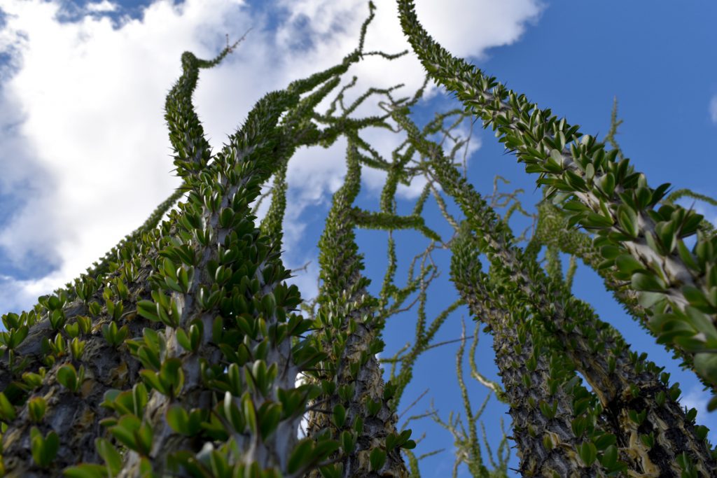 Ocotillo