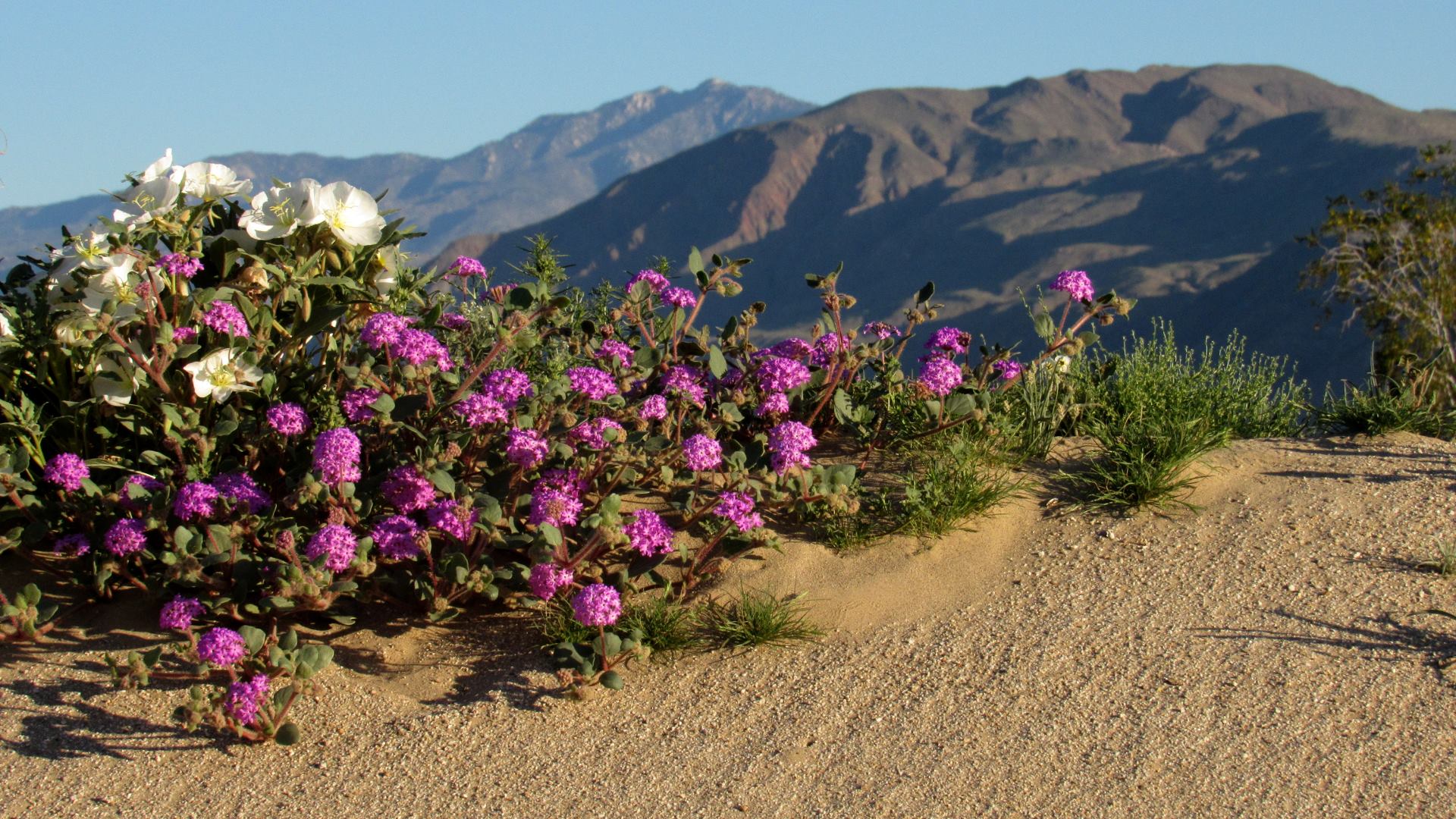 Desert Evening Primrose with Sand verbena bouquet (Photos: Sicco Rood)