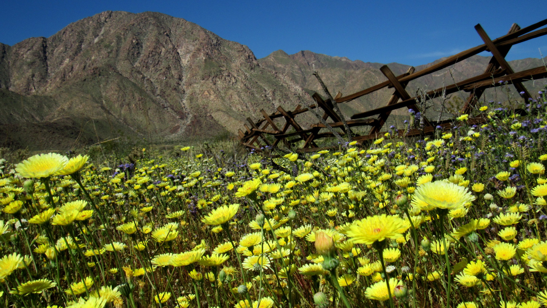 Carpets of Desert dandelions cover the desert floor with Indianhead peak in the background (Photo: Sicco Rood)